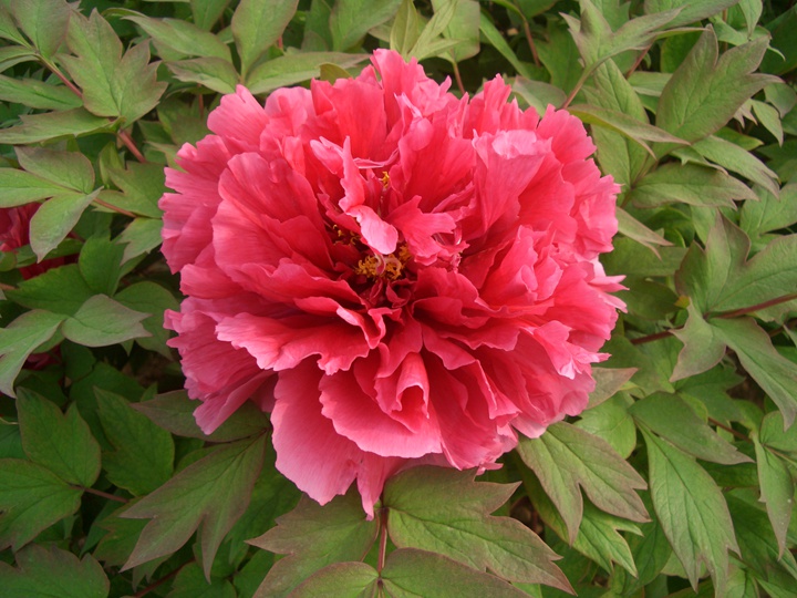 牡丹花在早上幾點開花