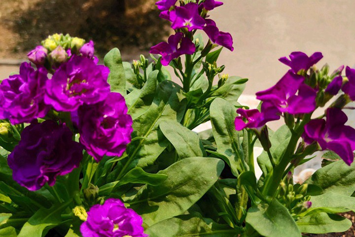 紫羅蘭幾月開花？