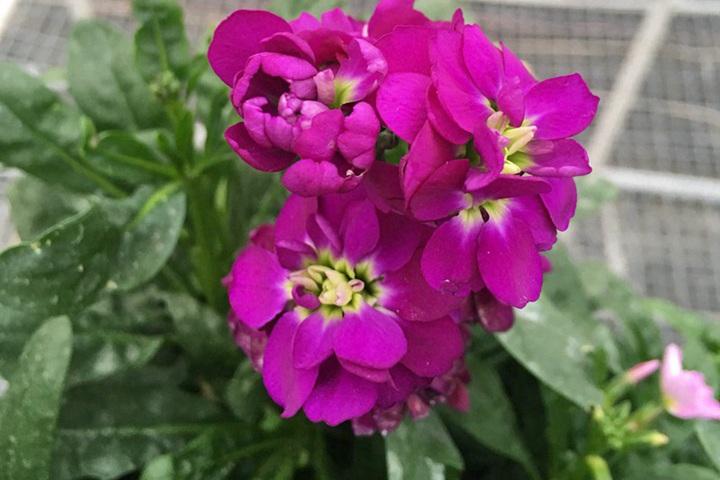 紫羅蘭幾月開花？