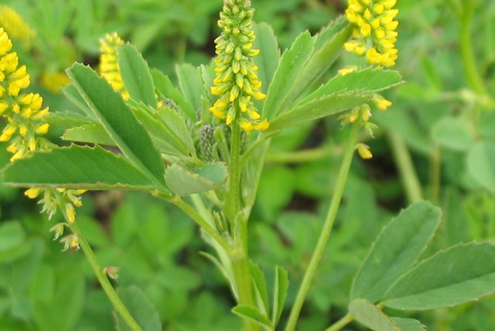 草木樨種植養(yǎng)護(hù)指南
