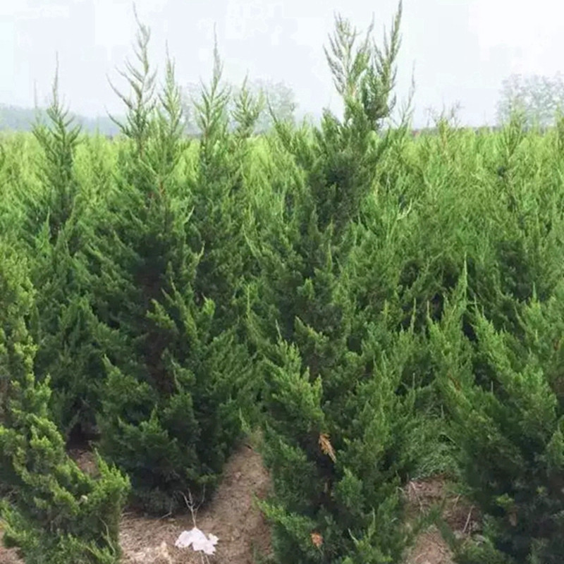 家里種龍柏樹好嗎？