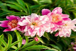 芍藥花種植養(yǎng)護(hù)超詳細(xì)指南！