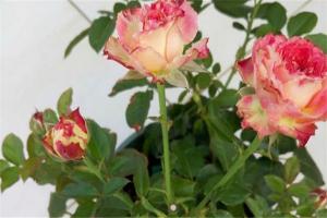 月季蓮花的優(yōu)缺點