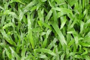 家里怎么養(yǎng)夏威夷草？