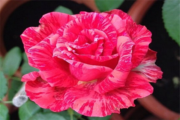 月季紅色直覺優(yōu)缺點(diǎn)解析
