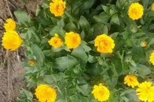 新手也能養(yǎng)的5種秋季開花植物