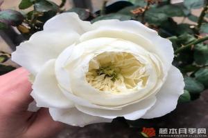 月季冰雪世界優(yōu)缺點(diǎn)全解析