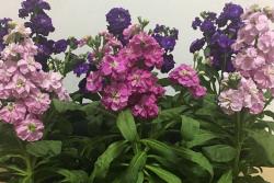 紫羅蘭幾月開(kāi)花？