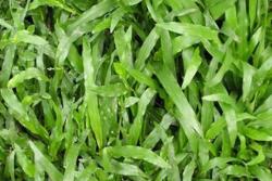 家里怎么養(yǎng)夏威夷草？