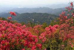 杜鵑花怕冷嗎,冬天耐寒性怎么樣