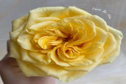 鄉(xiāng)村陽(yáng)光 Country Sun