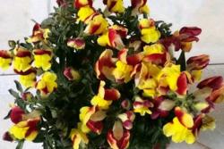 金魚(yú)草陽(yáng)臺(tái)種植避坑指南！
