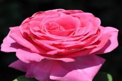 芳香愛(ài)人 Fragrant Lady