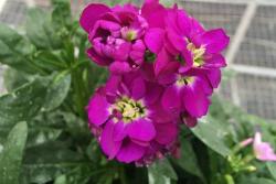 紫羅蘭幾月開(kāi)花？