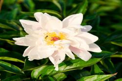 芍藥花種植養(yǎng)護(hù)超詳細(xì)指南！