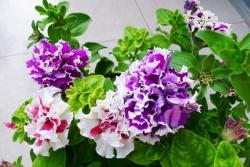 牽?；ㄊ裁磿r候開，它的花期能持續(xù)多久