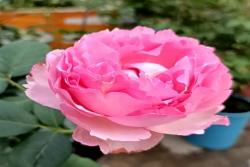 伊芙芳香催眠的養(yǎng)護(hù)方法