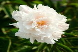 芍藥花種植養(yǎng)護(hù)超詳細(xì)指南！
