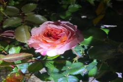 變幻莫測(cè)Tamora