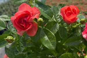 橙紅色的月季花有哪些品種
