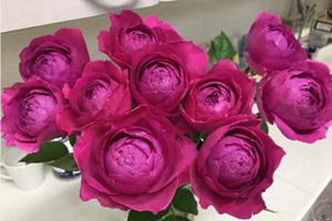 藤本月季3米以上的品種